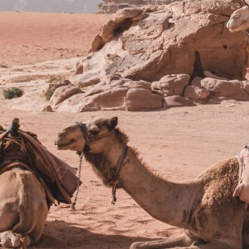 influenza del cammello qatar