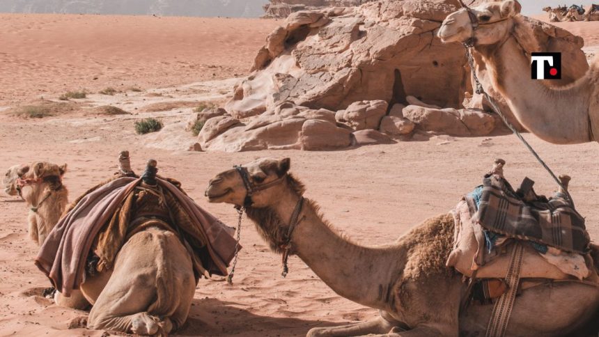 influenza del cammello qatar