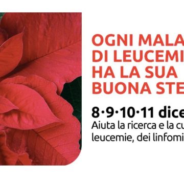 Ail stella di Natale Ail stella di Natale