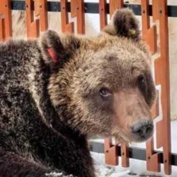 Morto l’orso bruno Juan Carrito investito da un’auto