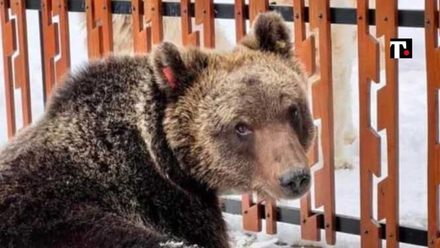 Morto l’orso bruno Juan Carrito investito da un’auto