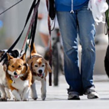 I dogsitter a New York