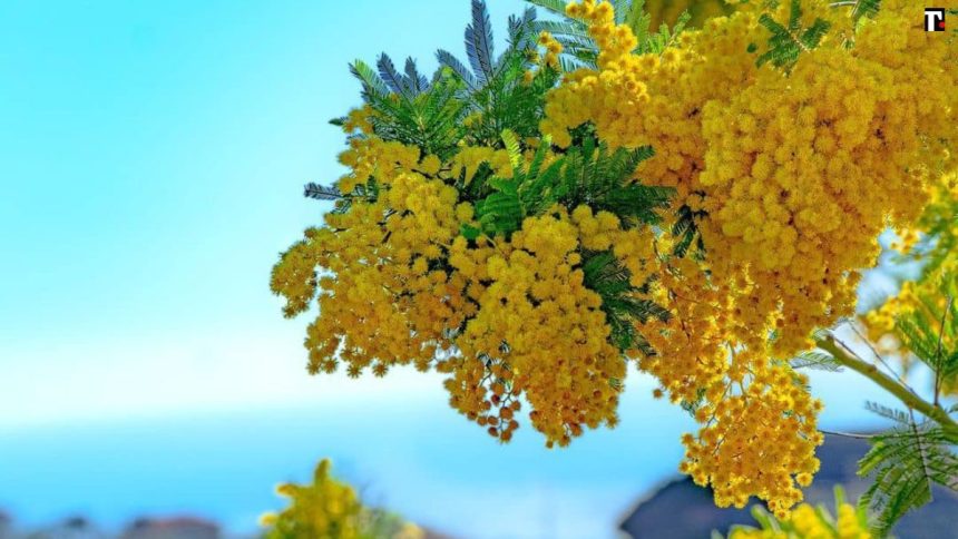 Perché si regalano le mimose