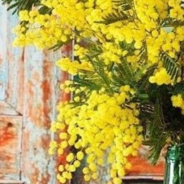 Festa della donna