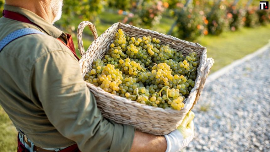 Climate change, vino in pericolo: i viticoltori fanno rivivere antiche varietà
