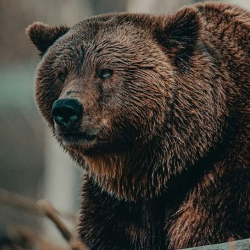 Fugatti annuncia abbattimento orsi
