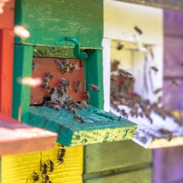 api biodiversità
