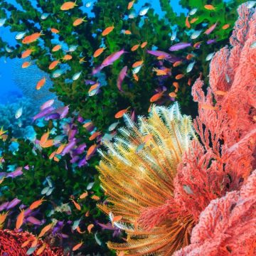 Salvare la barriere corallina con l’AI: il progetto di Google, a cui tutti possono partecipare