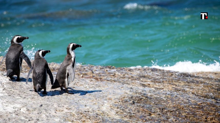 25 Aprile, giornata mondiale del pinguino: quali specie sono a rischio?