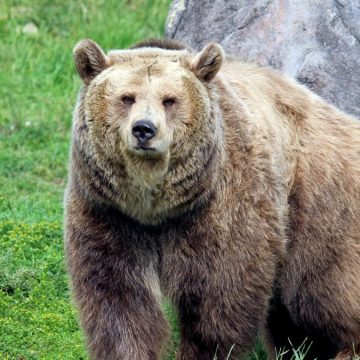 Arco, un orso in giro per la città: paura tra i residenti