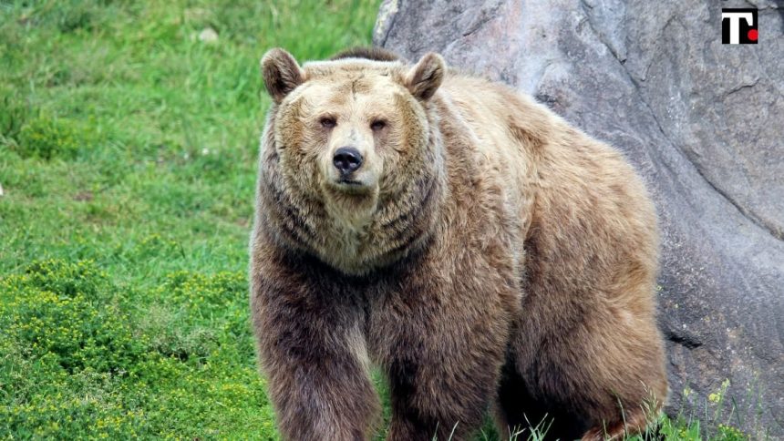 Arco, un orso in giro per la città: paura tra i residenti
