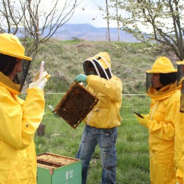 In vacanza a fare l’apicoltore: dove fare esperienze in Italia… di arnia in arnia