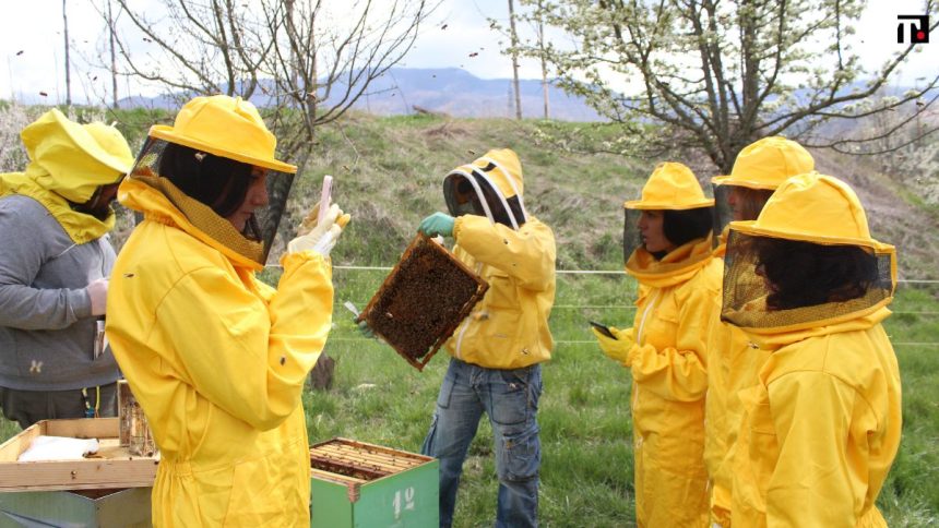 In vacanza a fare l’apicoltore: dove fare esperienze in Italia… di arnia in arnia