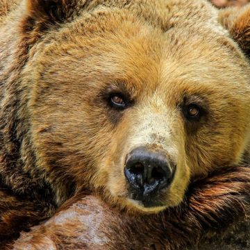 Italia, animali in via d’estinzione: quali sono le specie più a rischio?