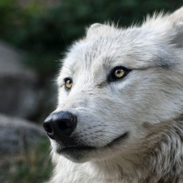 Abruzzo, avvelenati lupi: si cercano esche e responsabili