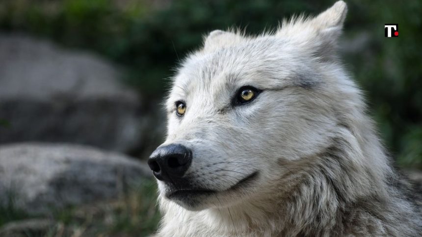 Abruzzo, avvelenati lupi: si cercano esche e responsabili