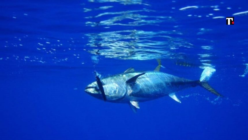 2 Maggio, giornata mondiale del tonno: la specie più diffusa nel mar Mediterraneo