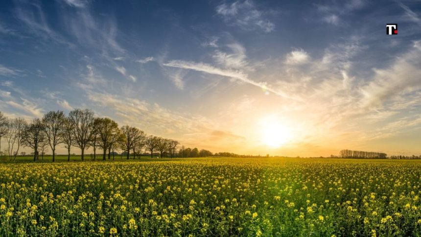 Morto dopo aver mangiato un fiore velenoso: credeva fosse tarassaco