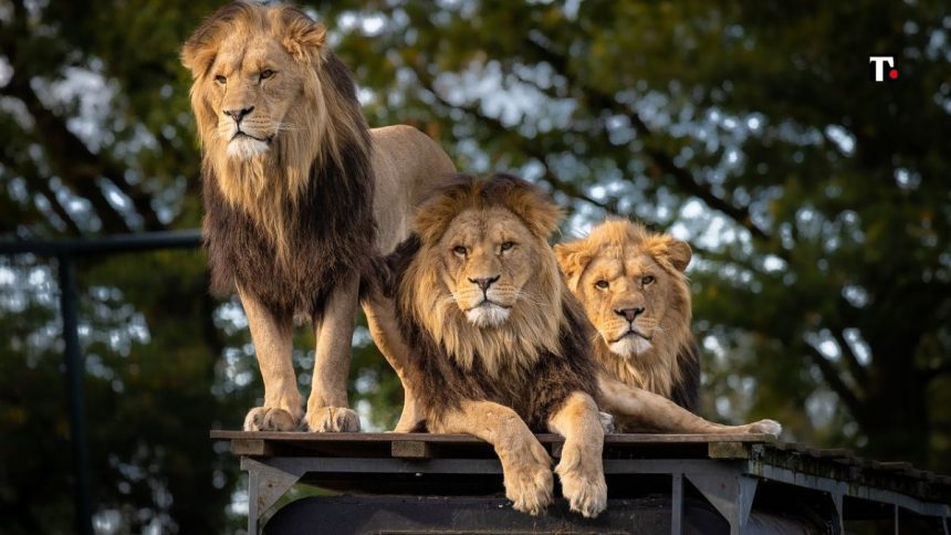 Zoo di Gaza, bambino sbranato da leone