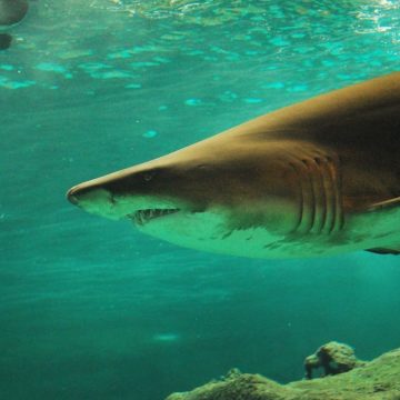 Egitto, squalo uccide turista nel Mar Rosso