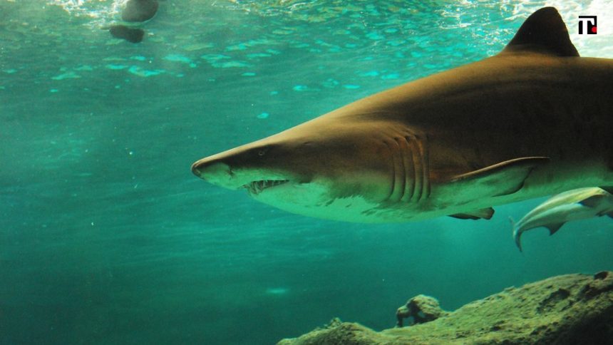 Egitto, squalo uccide turista nel Mar Rosso