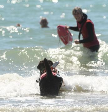 Spiagge: i cani bagnini il 25 giugno tornano sul mare di Caorle (Venezia), c'&egrave; l'evento Bauwatch con esibizioni di dog rescue, nuoto a sei zampe e molto altro