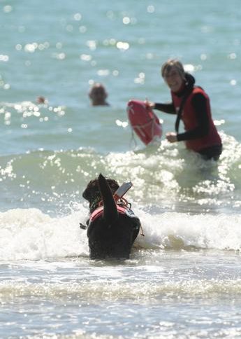 example-985 Spiagge: i cani bagnini il 25 giugno tornano sul mare di Caorle (Venezia), c'è l'evento Bauwatch con esibizioni di dog rescue, nuoto a sei zampe e molto altro