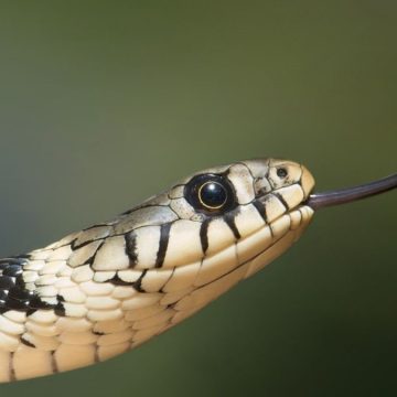 Allarme serpenti Roma