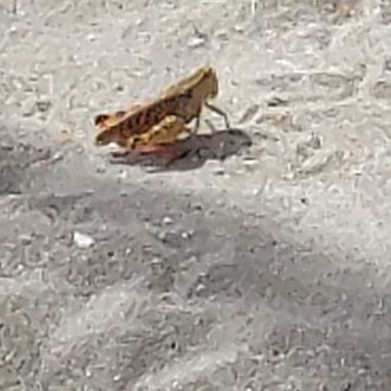 Rimini, cavallette in spiaggia