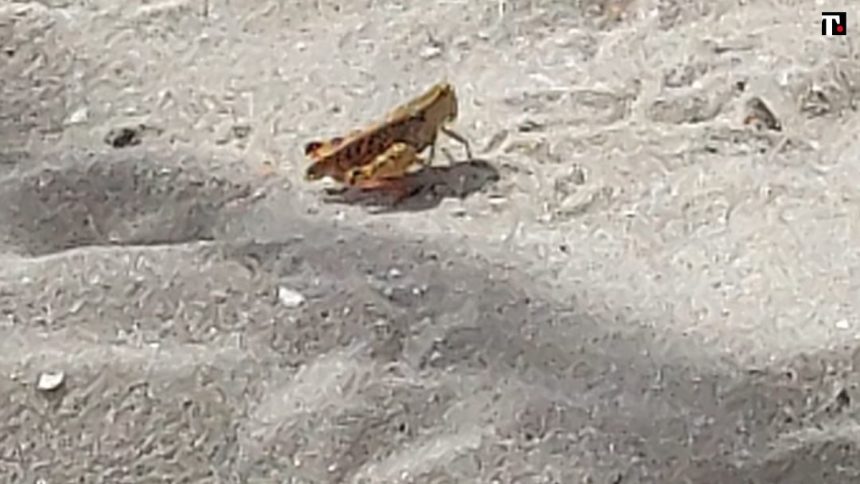 Rimini, cavallette in spiaggia