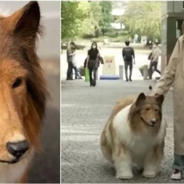 Chi è l'uomo che si è trasformato in un pastore scozzese