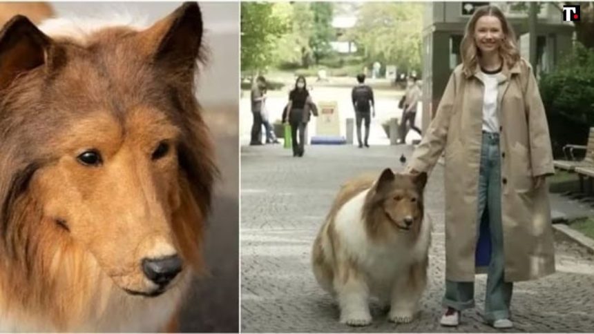 Chi è l'uomo che si è trasformato in un pastore scozzese