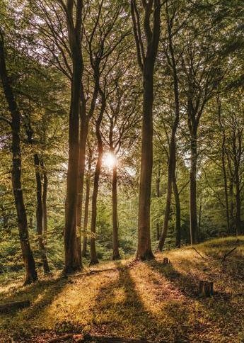 example-704 Riscaldamento globale e foreste, il futuro a rischio
