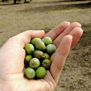 Olio d'oliva