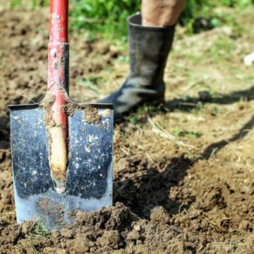 A Bologna gli studenti indisciplinati sono mandati a “zappare la terra”
