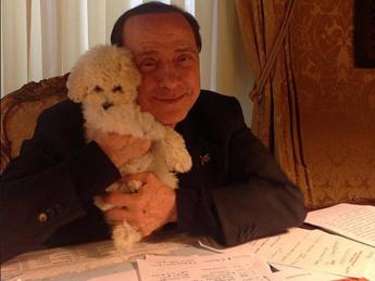 Berlusconi, la seconda vita di Dudù: il barboncino resta con Fascina ad Arcore