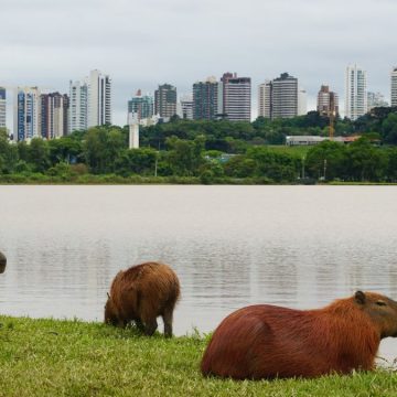 Fateci spazio in città: così gli animali selvatici si adattano all’invasione dell’uomo