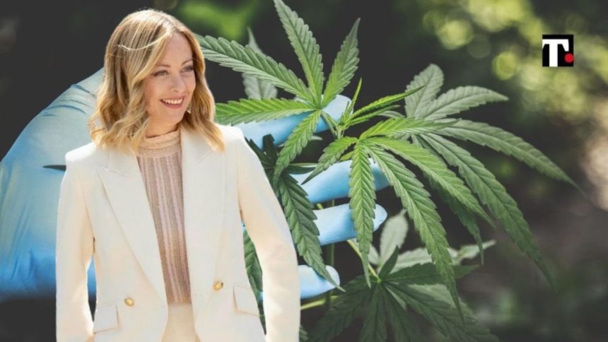 Stretta sulla cannabis light, per Meloni un assist dalla Thailandia